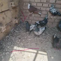 کفتر|پرنده|کشکوئیه, |دیوار