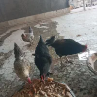 مرغ و خروس
