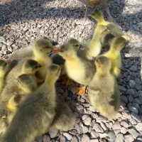 جوجه غاز محلی کرچ شو