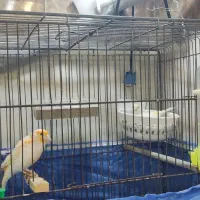 قناری جفت نروماده با تخم