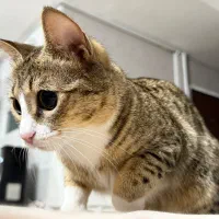 گربه ماده