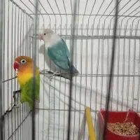 فروش کوتوله برزیلی تازه دونه خدر شده