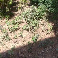 زمین-کشاورزی