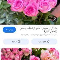 گل زیبا بفروش میرسد