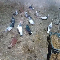 کبوتر پرشی