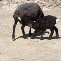 فروش میش بره افشاری