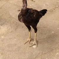 جوجه خروس لاری