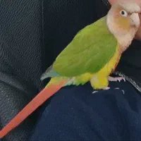 طوطی،گرنچیک،گم شده