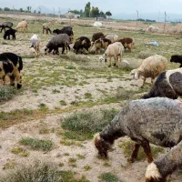 میش.خشک.بره دار