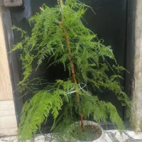 گل‌ حیاطی