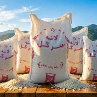 سرلاشه فجر سوزنی (درشت)