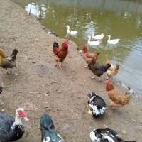 مزرعه وحیوانات