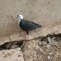 4عدد جوجه طوق سرور و یه عدد جوجه مخمل فیروزاباد