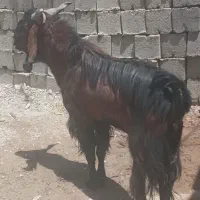 گوسفند نرپاچن بلوچی