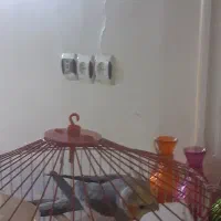 عروس هلندی نر