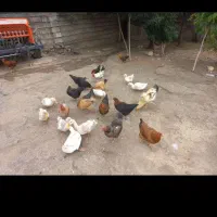 مرغ وخروس
