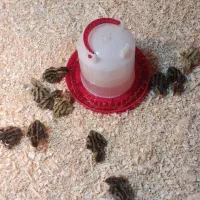 فروش جوجه یک روزه بلدرچین
