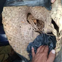 دختر پیچ درجه یک ۱۰ کیلویی