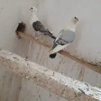 ساتن