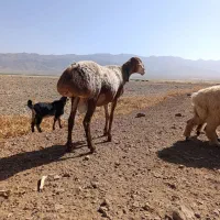 قوچ چینی افغانی