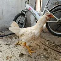 خروس ترکیبی لاری گلین