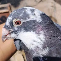 کبوتر مسافتی آرتیست سطح یک