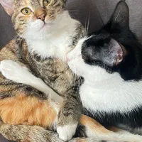 واگذاری گربه