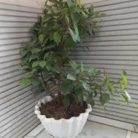 گل بونسا
