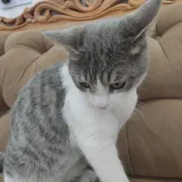 گربه واگذاری رایگان