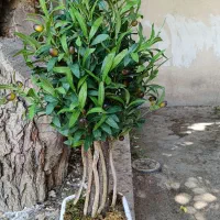 درخت زیتون مصنوعی