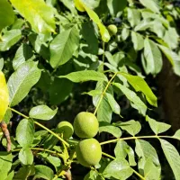 باغ میوه،گردو،بادام ۳۰۰۰متری نوبران
