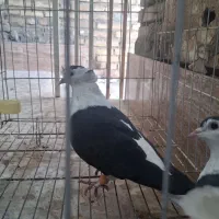 نر و ماده