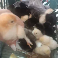 تخم برهما نطفه دار.جوجه برهما