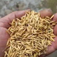 تخم جو|خدمات باغبانی و درختکاری|آستانه اشرفیه, |دیوار