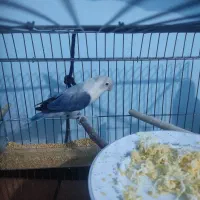 معاوضه با عروس هلندی