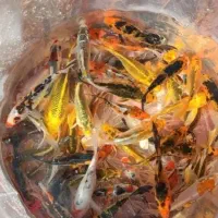 فروش انواع ماهی کوی