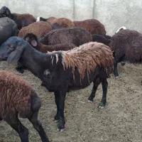 بره /ی سال/قوچ/گوسفند