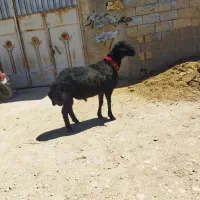 شیشک قوچ همو