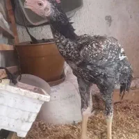 جوجه حجازی نوک طوطی