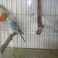حیوان خانگی