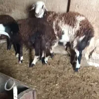 بره نر ماده قوچ میش بز قزل افشار شیشک میش پلنگی