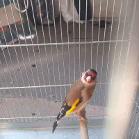 سلام خسته نباشید سهره رسمی مست شلاقی بخون