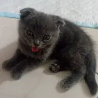 گربه اسکاتیش و با لوازم لوازم