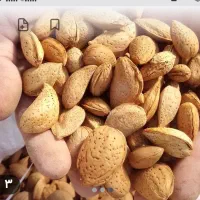 فروش بادام