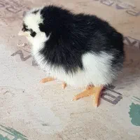 جوجه
