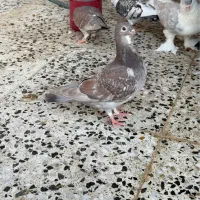 پرنده