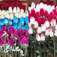 بهشت گلها