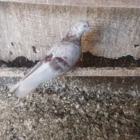 5تا|پرنده|ملارد, |دیوار