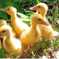 جوجه اردک فقط معامله