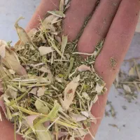 کاه سفید و لوبیا